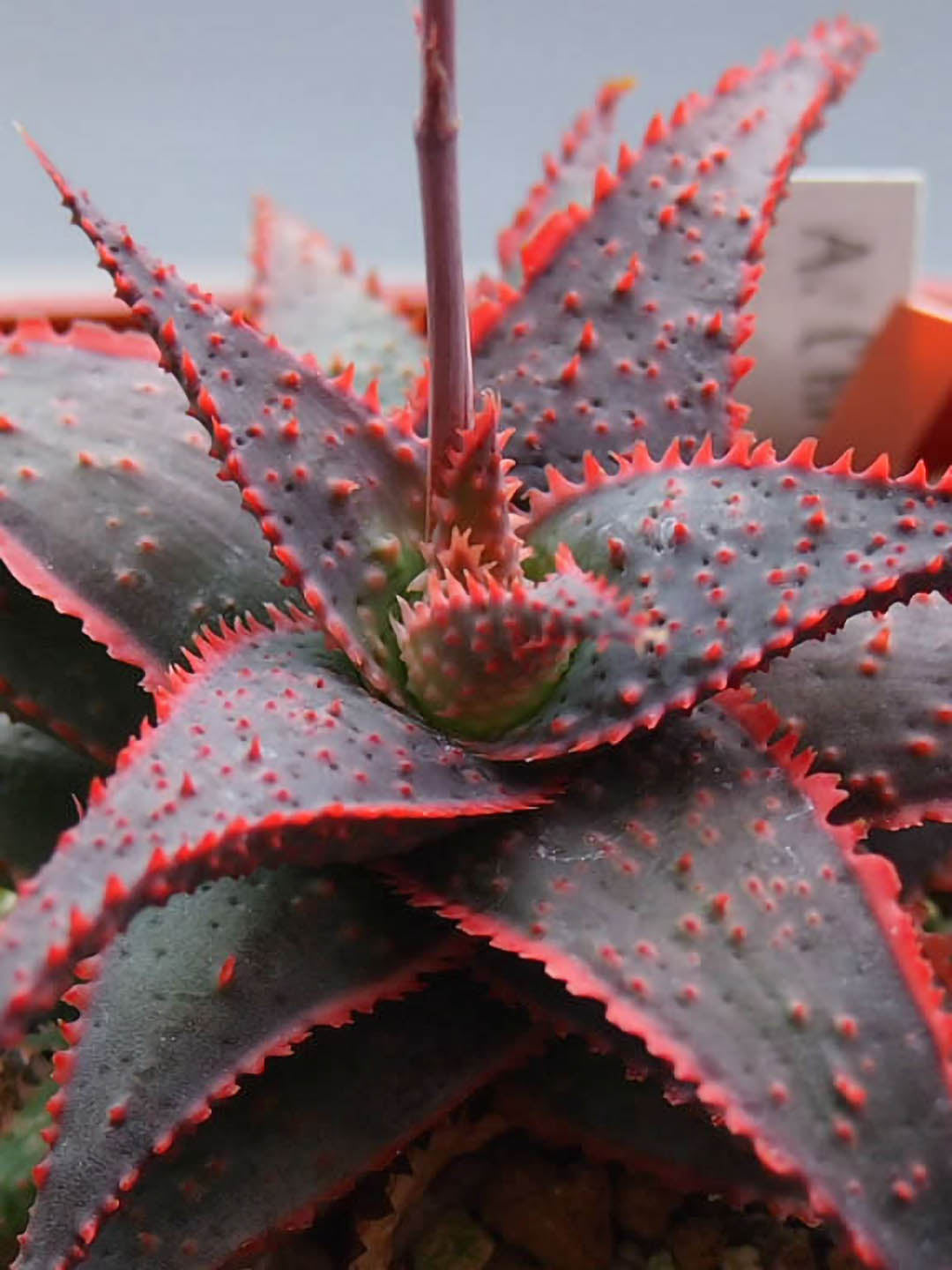 Aloe Christmas Carol Plant or Christmas Carol Aloe with Brownish Green Leaf with Red Spots and Border coloured leaves and Pinkish Orange coloured flower 