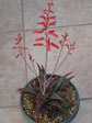 Aloe Christmas Carol