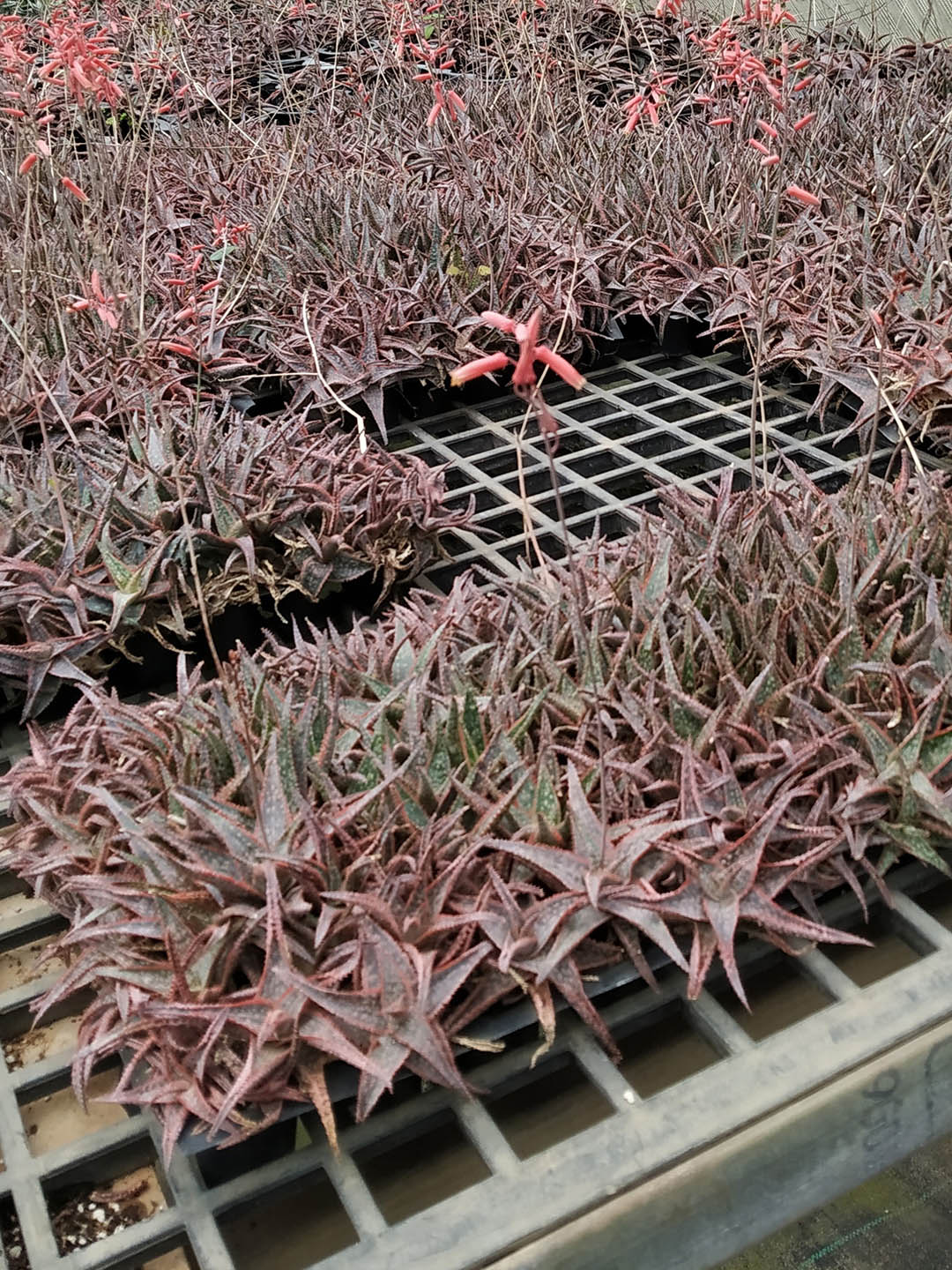 Aloe Christmas Carol