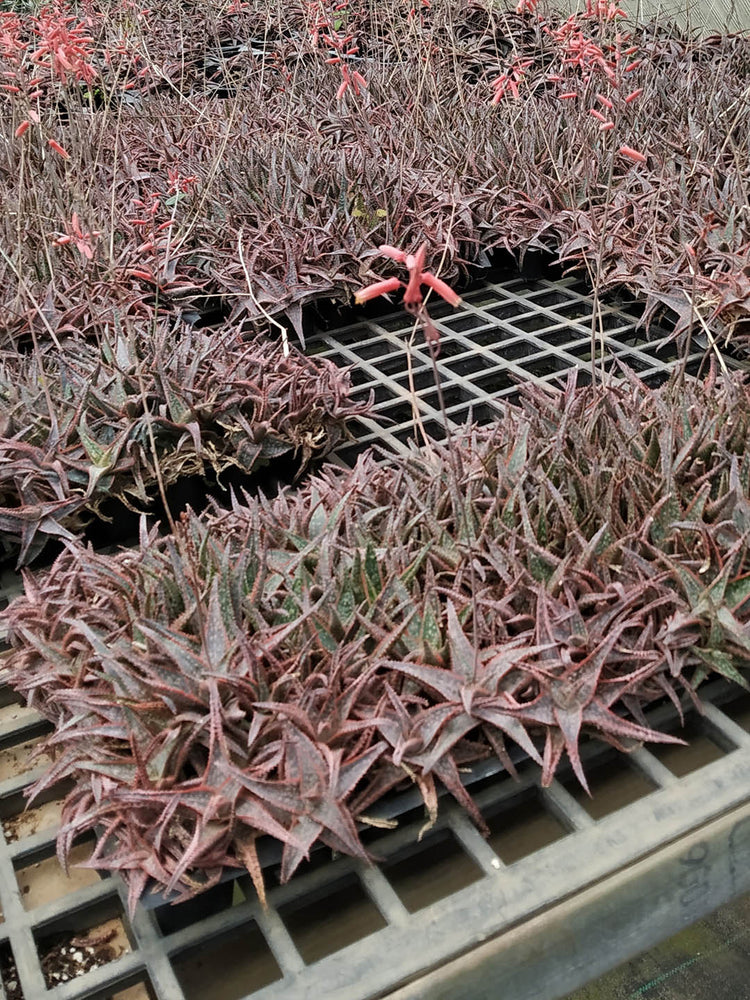 Aloe Christmas Carol