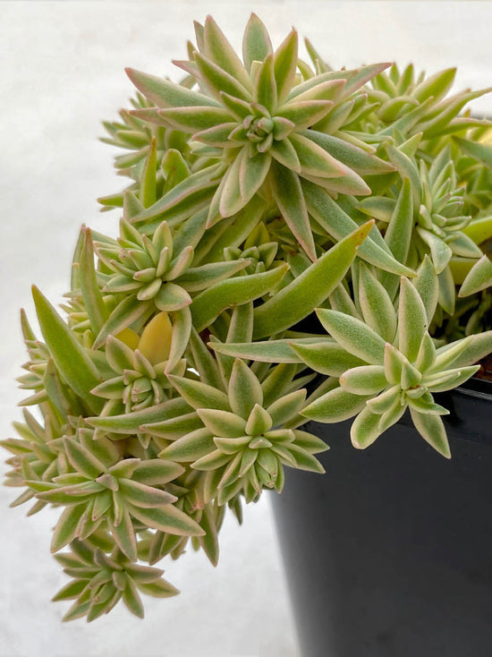 Sedum Lineare Plant or Carpet Sedum, Needle Dtonecrop with Green with White margin coloured leaves and Yellow coloured flower 
