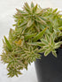 Sedum Lineare Plant or Carpet Sedum, Needle Dtonecrop with Green with White margin coloured leaves and Yellow coloured flower 
