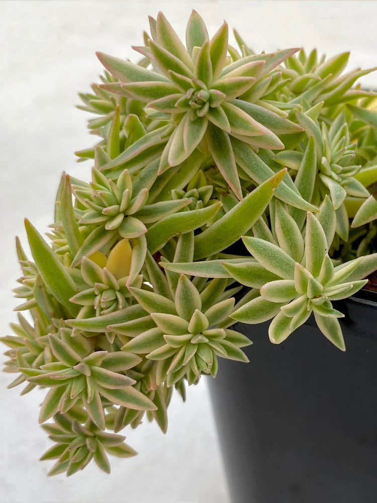 Sedum Lineare Plant or Carpet Sedum, Needle Dtonecrop with Green with White margin coloured leaves and Yellow coloured flower 