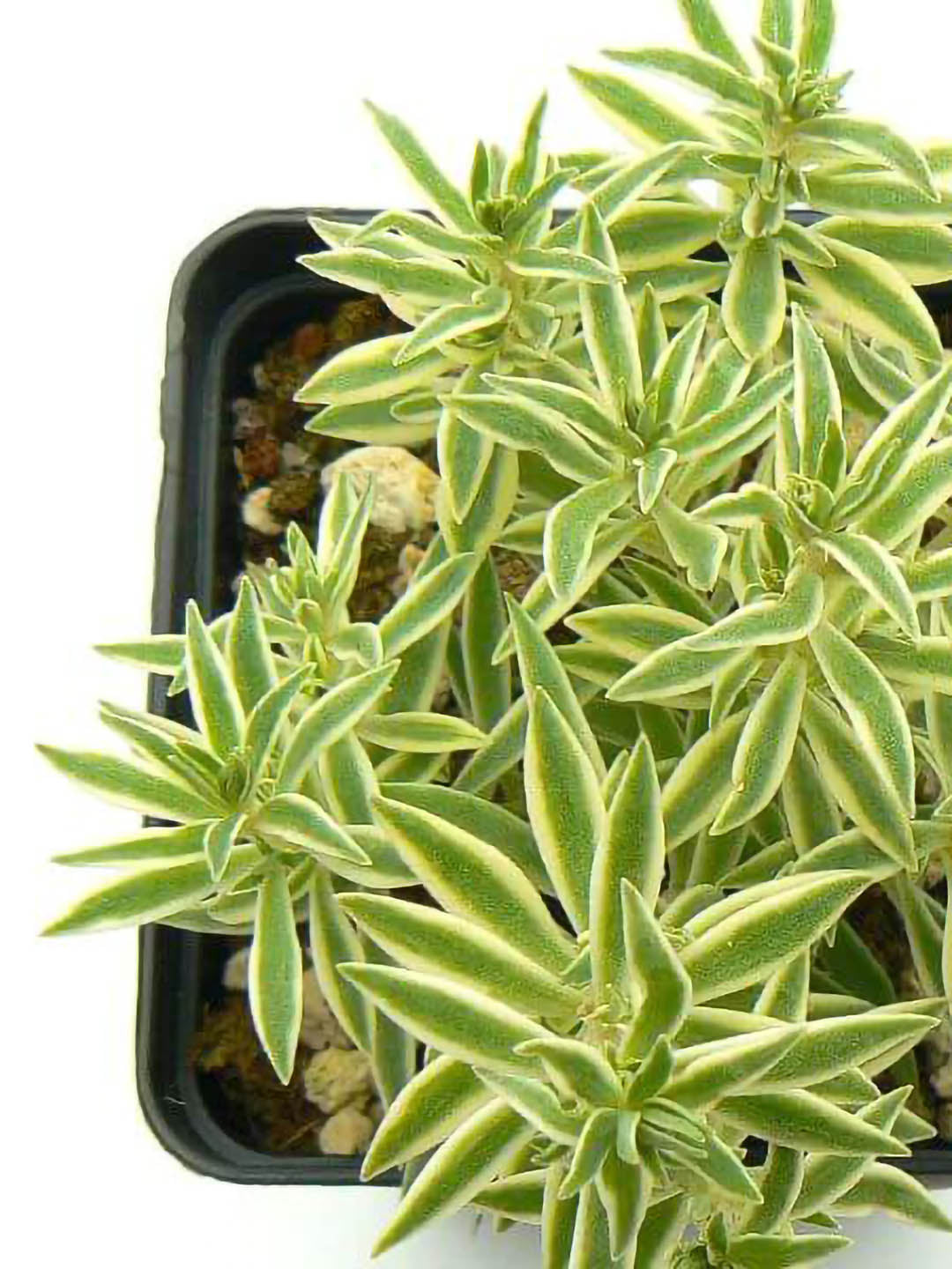 Sedum Lineare