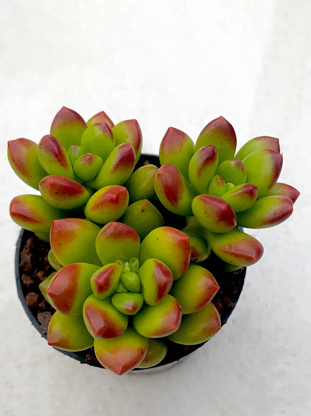 Sedum lucidum Plant or Jelly Beans with Green with red tip coloured leaves and Yellow coloured flower 