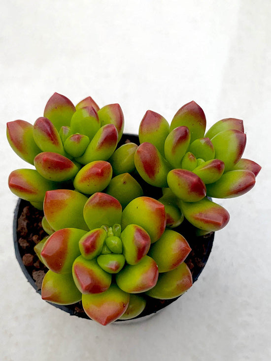 Sedum lucidum Plant or Jelly Beans with Green with red tip coloured leaves and Yellow coloured flower 