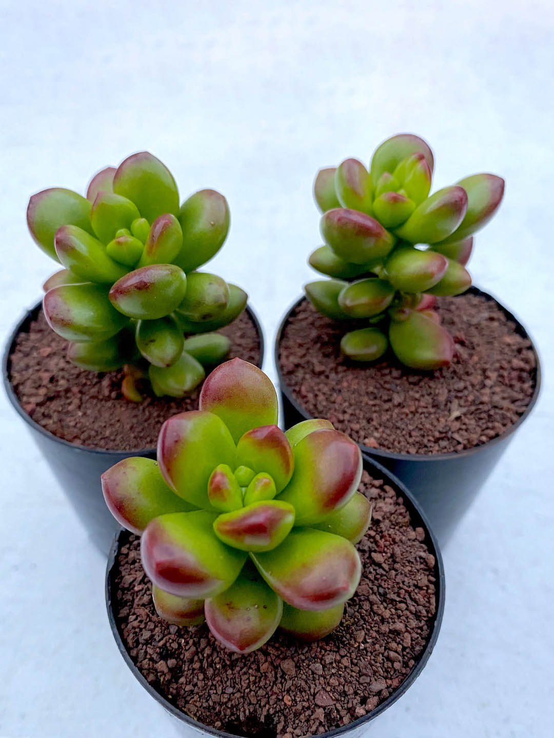 Sedum lucidum
