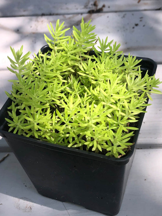 Sedum Mexicanum Green Plant or Mexican Stonecrop with Green coloured leaves and Yellow coloured flower 