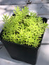 Sedum Mexicanum Green Plant or Mexican Stonecrop with Green coloured leaves and Yellow coloured flower 