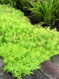 Sedum Mexicanum Green 