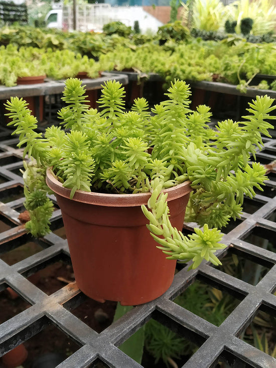 Sedum Mexicanum Lime Green Plant or Mexican Stonecrop with Lime Green coloured leaves and Yellow coloured flower 