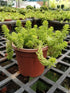 Sedum Mexicanum Lime Green Plant or Mexican Stonecrop with Lime Green coloured leaves and Yellow coloured flower 