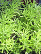 Sedum Mexicanum Lime Green 