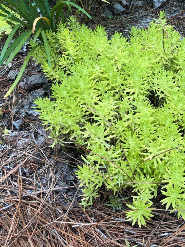 Sedum Mexicanum Lime Green 