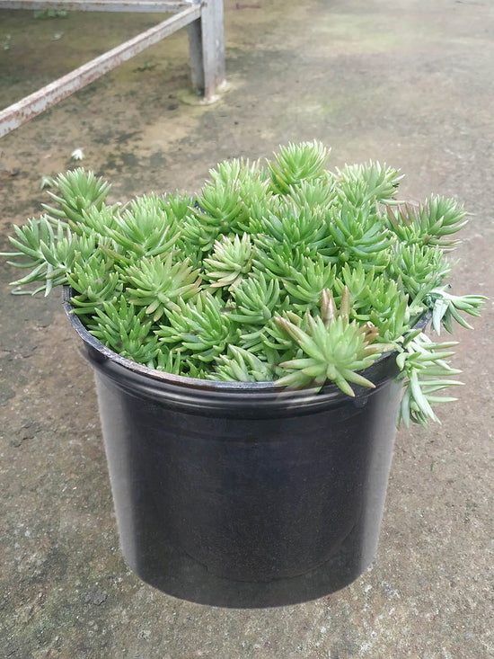 Sedum Green Ball Plant or Stonecrop,Sedum Mexicanum Green with Bluish Green coloured leaves and Yellow coloured flower 