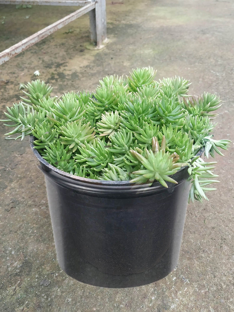 Sedum Green Ball Plant or Stonecrop,Sedum Mexicanum Green with Bluish Green coloured leaves and Yellow coloured flower 