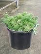 Sedum Green Ball Plant or Stonecrop,Sedum Mexicanum Green with Bluish Green coloured leaves and Yellow coloured flower 