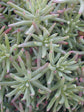 Sedum Green Ball