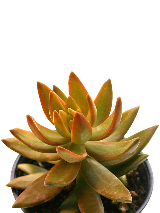 Sedum Nussbaumerianum Plant or Coppertone Stonecrop with Orangish Green coloured leaves and Yellow coloured flower 