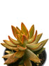 Sedum Nussbaumerianum Plant or Coppertone Stonecrop with Orangish Green coloured leaves and Yellow coloured flower 