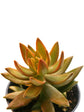 Sedum Nussbaumerianum Plant or Coppertone Stonecrop with Orangish Green coloured leaves and Yellow coloured flower 