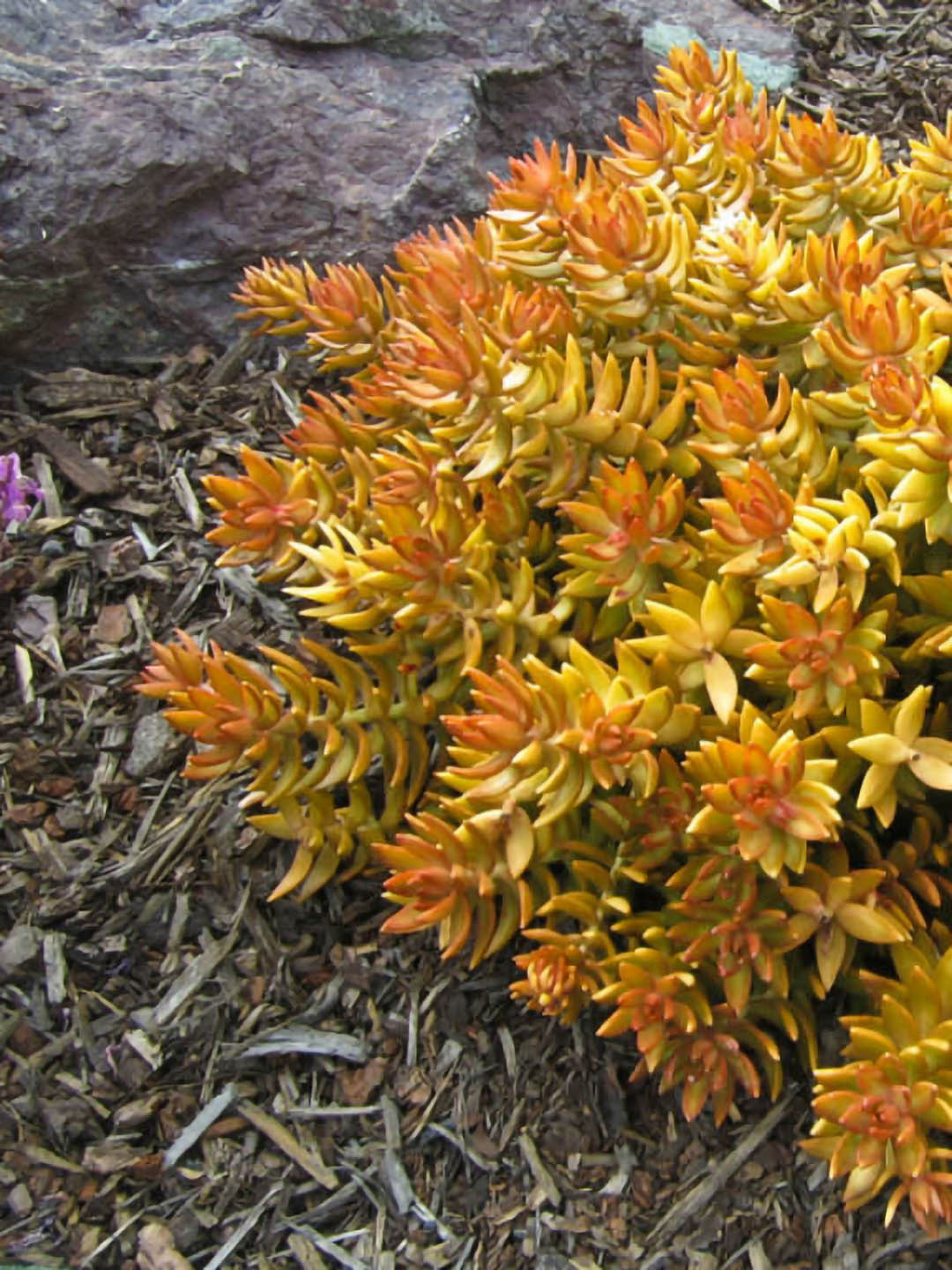 Sedum Nussbaumerianum