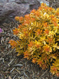Sedum Nussbaumerianum