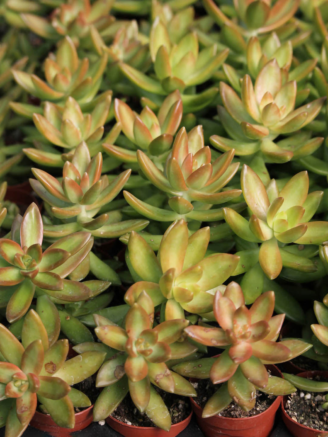Sedum Nussbaumerianum