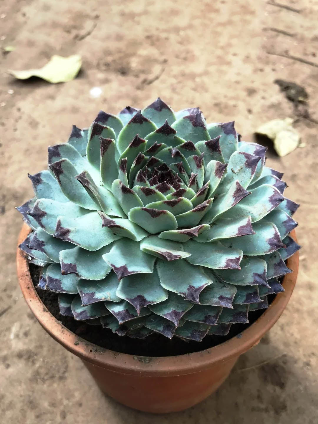 Sempervivum Calcareum Plant or Houseleek, Echeveria Jord with Gray green with red tip coloured leaves and Yellow eyed with pale pink coloured flower 