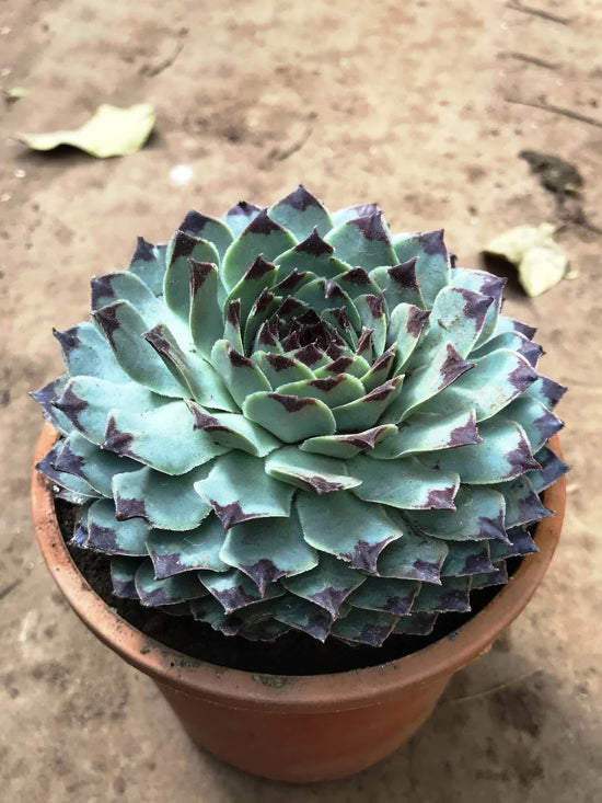 Sempervivum Calcareum Plant or Houseleek, Echeveria Jord with Gray green with red tip coloured leaves and Yellow eyed with pale pink coloured flower 