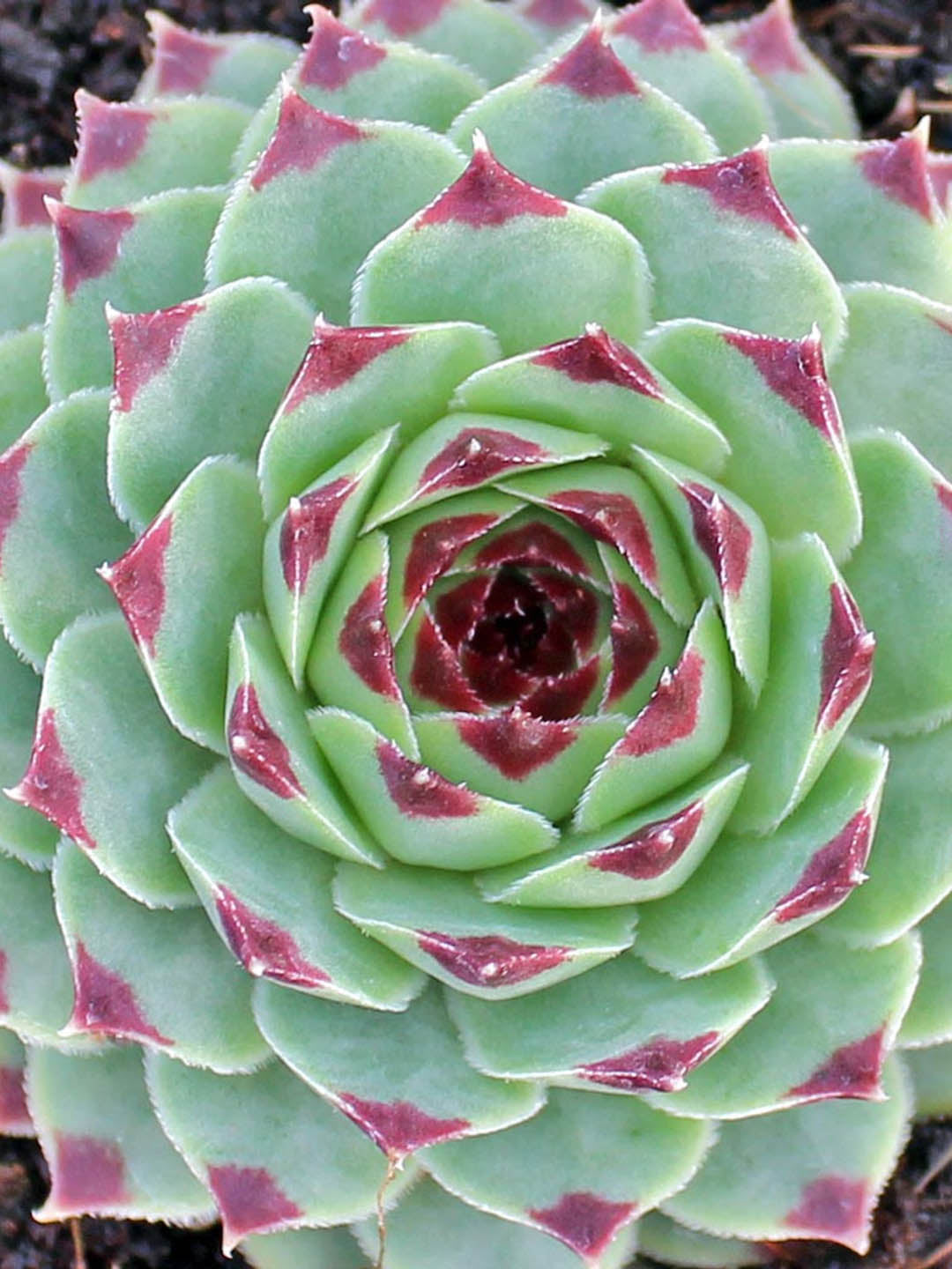 Sempervivum Calcareum
