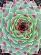 Sempervivum Calcareum