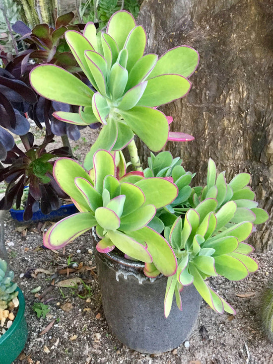 Senecio Amaniensis Plant or Senecio with Green coloured leaves and Yellow coloured flower 