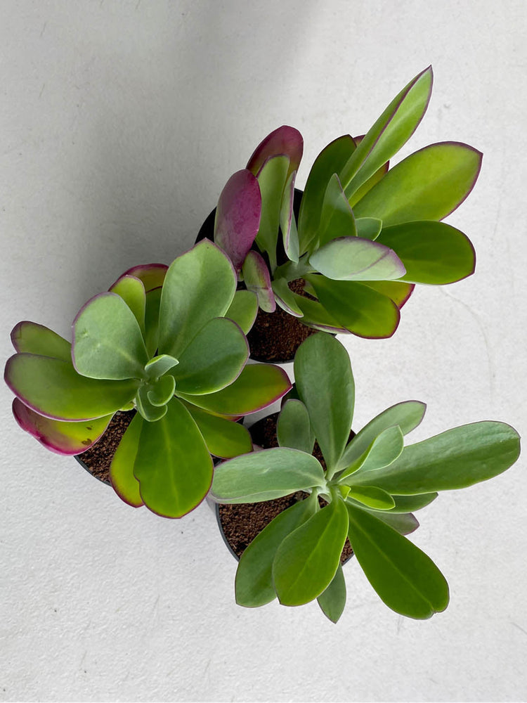 Senecio Amaniensis