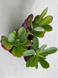 Senecio Amaniensis