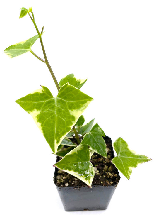 Senecio Macroglossus Plant or Natal Ivy with Green coloured leaves and Yellow coloured flower 
