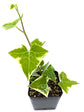 Senecio Macroglossus Plant or Natal Ivy with Green coloured leaves and Yellow coloured flower 