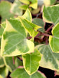 Senecio Macroglossus