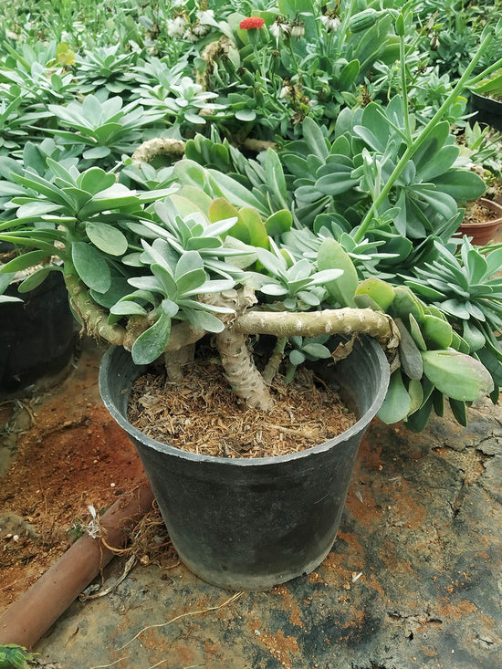 Senecio Fulgens Plant or Coral Senecio, Scarlet Kleinia, Senecio galpinii with Frost Green coloured leaves and Scarlet Red coloured flower 