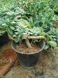 Senecio Fulgens Plant or Coral Senecio, Scarlet Kleinia, Senecio galpinii with Frost Green coloured leaves and Scarlet Red coloured flower 