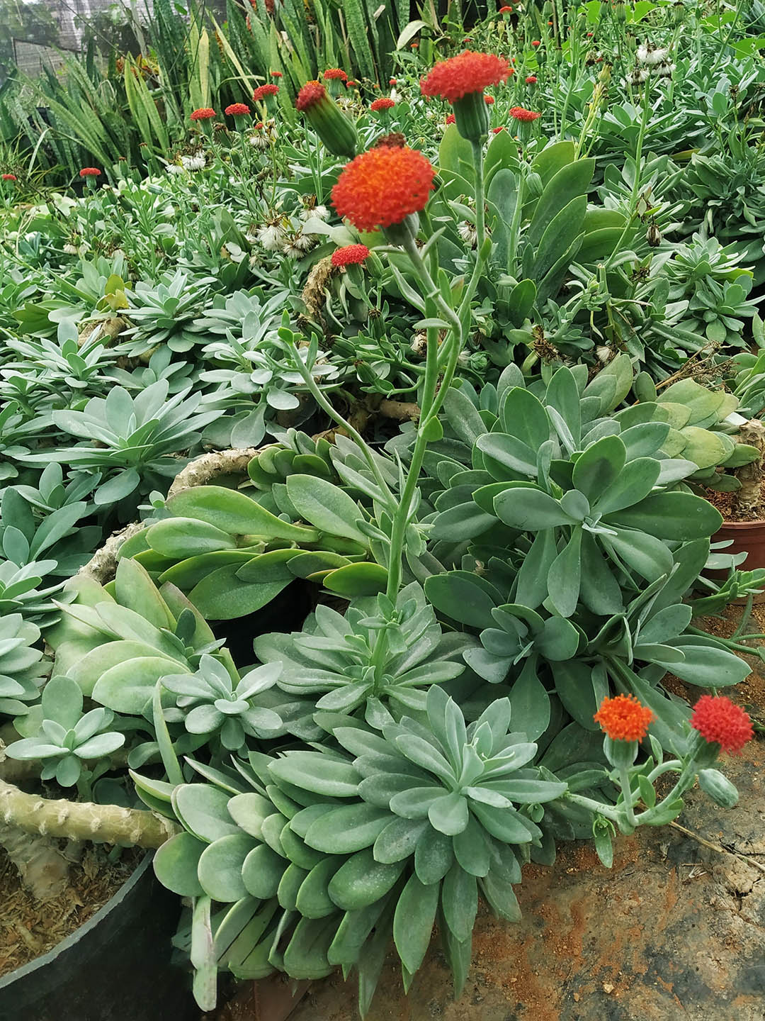 Senecio Fulgens