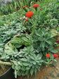 Senecio Fulgens