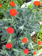 Senecio Fulgens