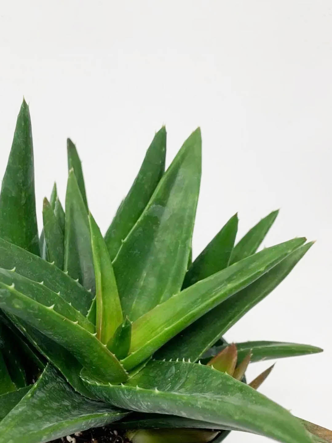 Aloe Vera Mini