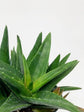 Aloe Vera Mini