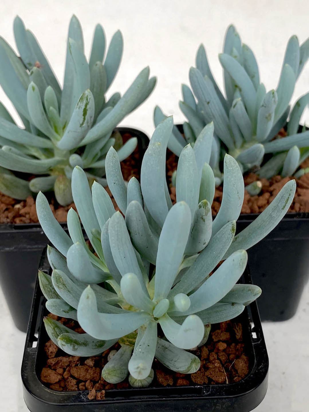 Senecio Serpens Plant or Blue Chalksticks, Bluefinger with Frost Green coloured leaves and Yellow coloured flower 