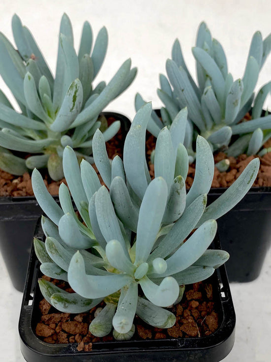 Senecio Serpens Plant or Blue Chalksticks, Bluefinger with Frost Green coloured leaves and Yellow coloured flower 