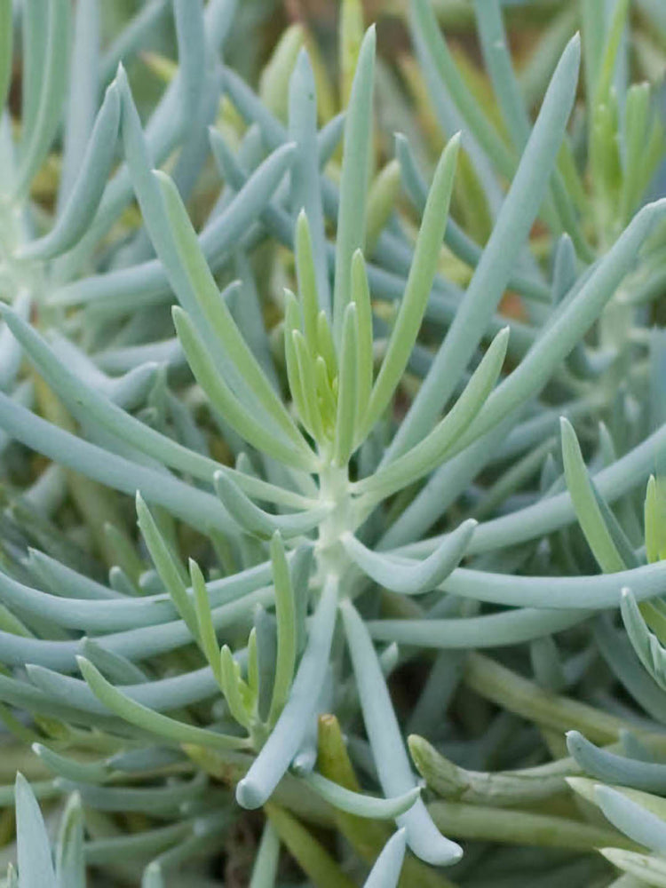 Senecio Serpens