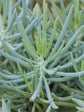 Senecio Serpens