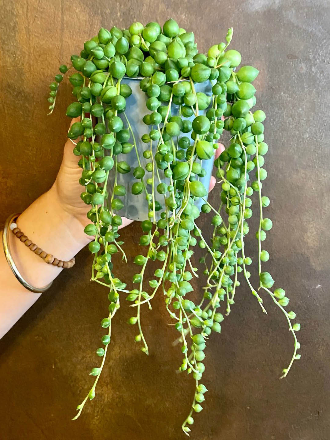Senecio Rowleyanus Plant or String of Pearls with Green coloured leaves and White coloured flower 